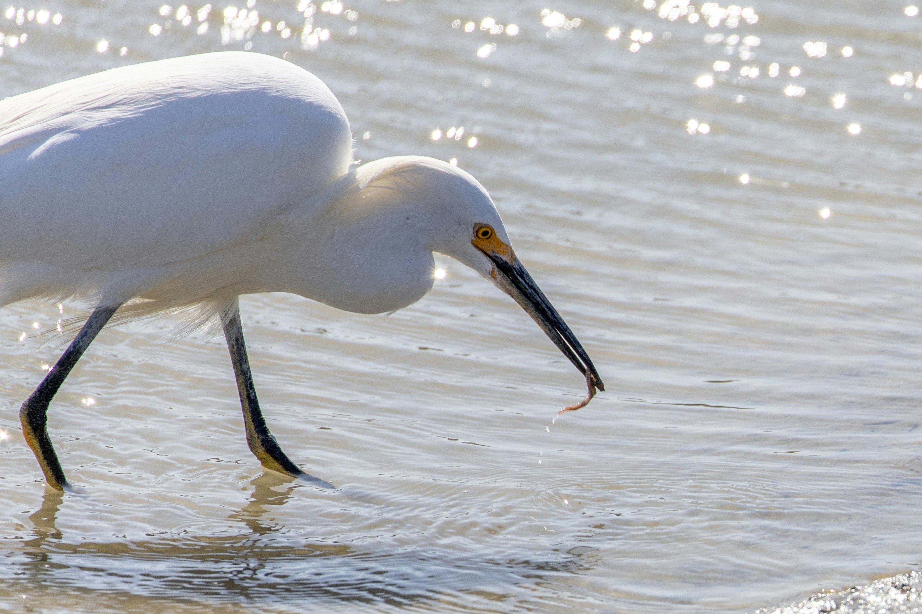 white bird on body of water during daytime